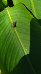 Diptera