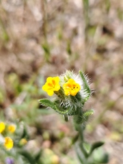 Amsinckia lycopsoides