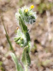 Amsinckia lycopsoides