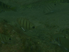 Diplodus lineatus