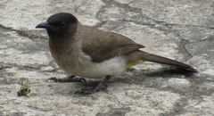 Pycnonotus barbatus layardi