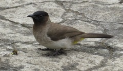 Pycnonotus barbatus layardi