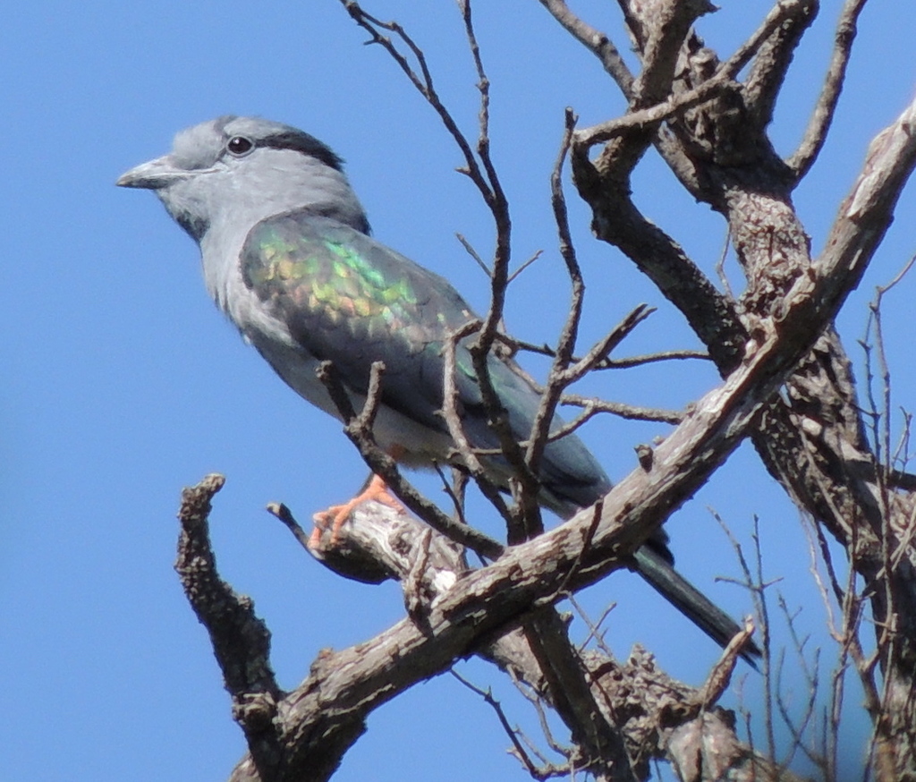 Cuckoo-Rollers
