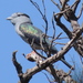 Madagascar Cuckoo-Roller - Photo (c) philbenstead, some rights reserved (CC BY-NC)