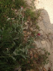 Helichrysum sanguineum