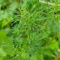 Cyclospermum