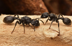 Procryptocerus