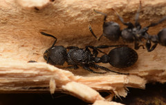Procryptocerus