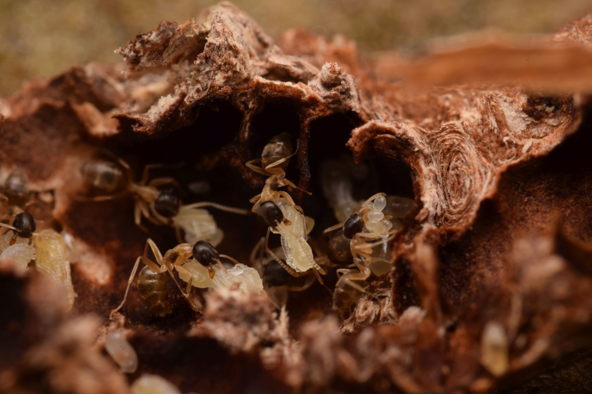Tapinoma atriceps