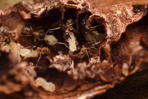 Tapinoma atricepsTapinoma atriceps