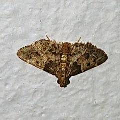 Pyralis manihotalis