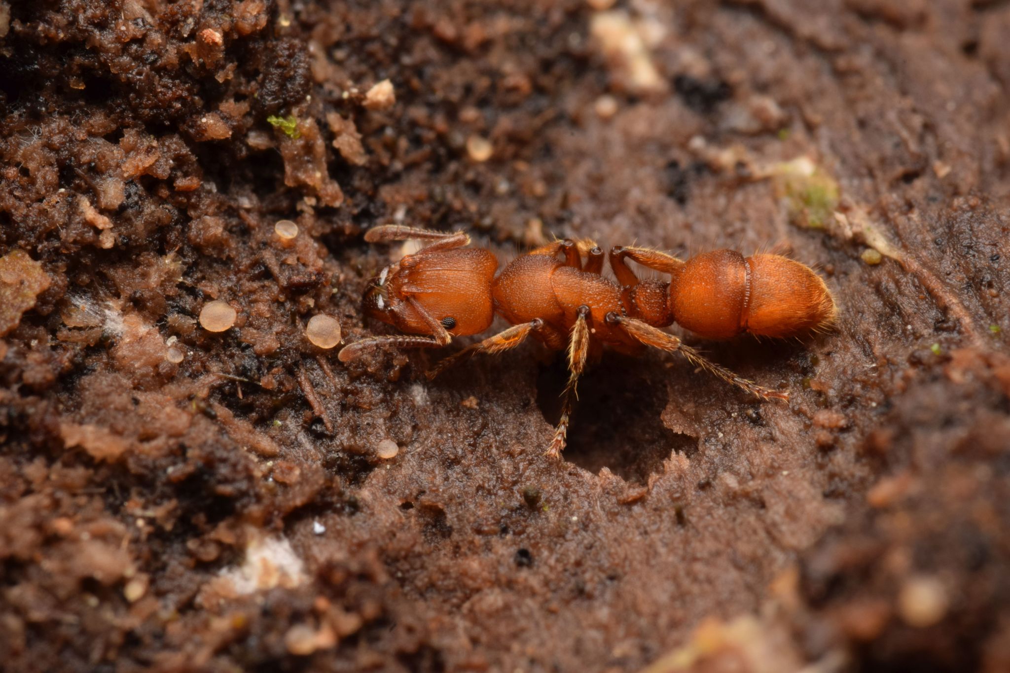 Heteroponera dolo