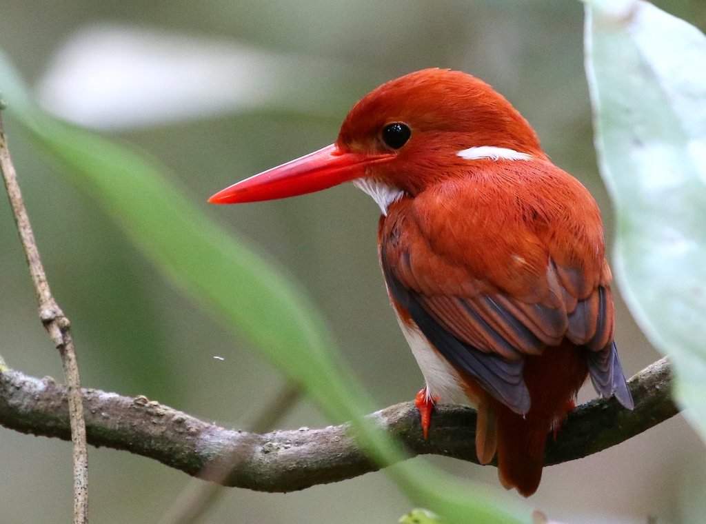 Madagascar Pygmy Kingfisher photo