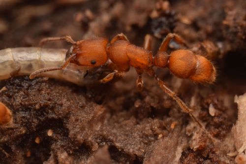 Heteroponera doloHeteroponera dolo