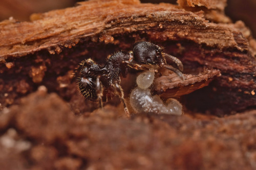 Hylomyrma reitteriHylomyrma reitteri