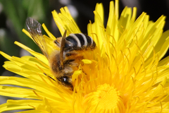 Andrena gravida