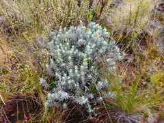 Helichrysum brownei