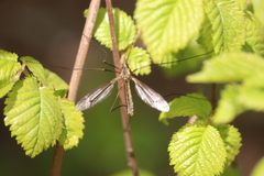 Tipula vernalis