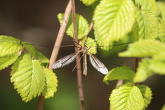 Tipula vernalis
