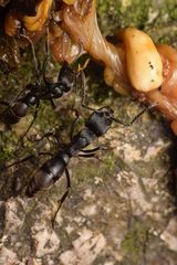 Pachycondyla striata