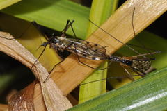 Limonia maculipennis