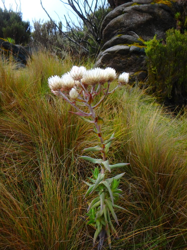 Helichrysum formosissimum