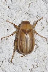 Rhizotrogus marginipes