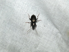 Pterostichus oblongopunctatus