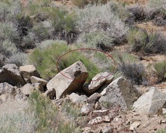 Sceloporus uniformis