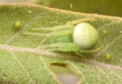 Araneus uniformis