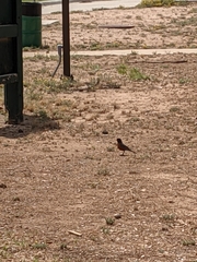 Turdus migratorius