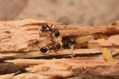 Nesomyrmex spininodis