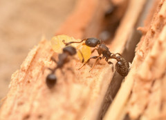 Nesomyrmex spininodis