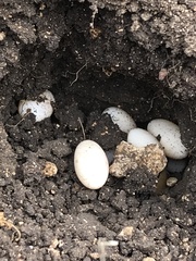 Sceloporus olivaceus