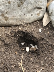 Sceloporus olivaceus