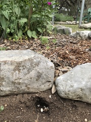 Sceloporus olivaceus