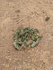 Asclepias oenotheroides