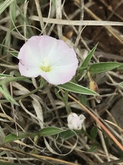 Sceloporus olivaceus