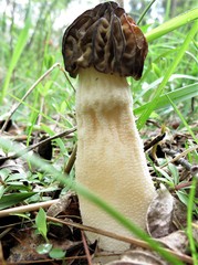 Morchella punctipes