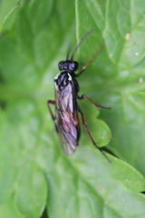 Aglaostigma aucupariae