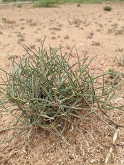 Asclepias brachystephana