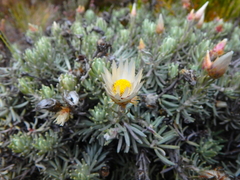 Helichrysum newii