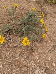 Xanthisma spinulosum