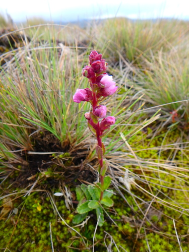 Hedbergia abyssinica