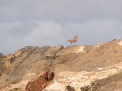 Ammomanes cinctura