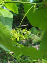 Smilax californica