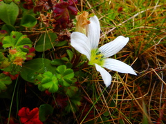 Swertia crassiuscula