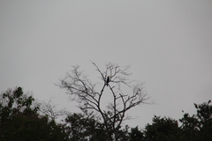 Anthracoceros malayanus