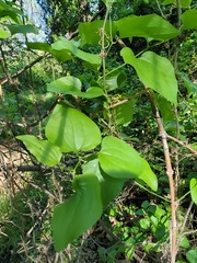 Smilax californica