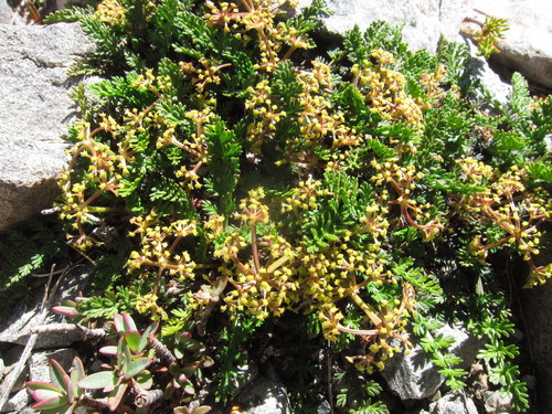 Anisotome flexuosa
